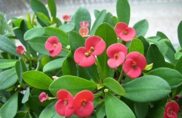 毒花致面部烧伤,女学生被毒花感染