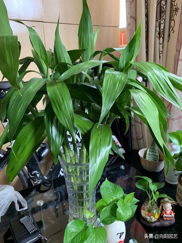 富贵竹叶子发黄，水体发臭，学学养护小技巧，冬天也能呼呼长