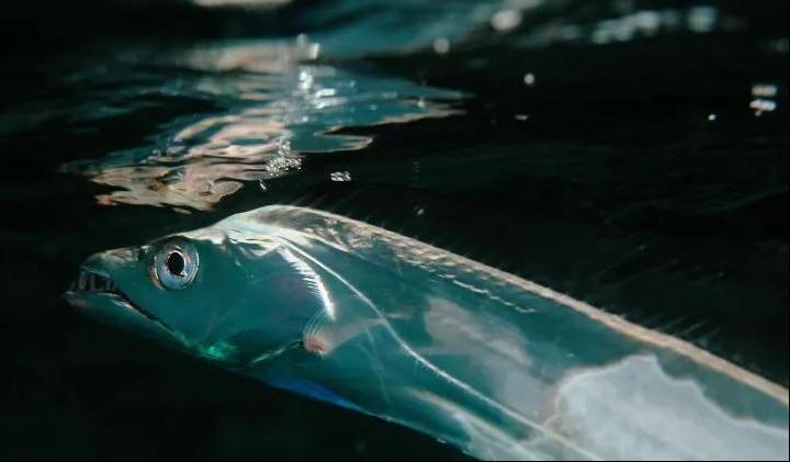 舟山带鱼特级多宽,舟山带鱼一般几指宽