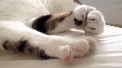 给猫剪指甲指甲劈开了有没有事了,给猫猫剪指甲失误