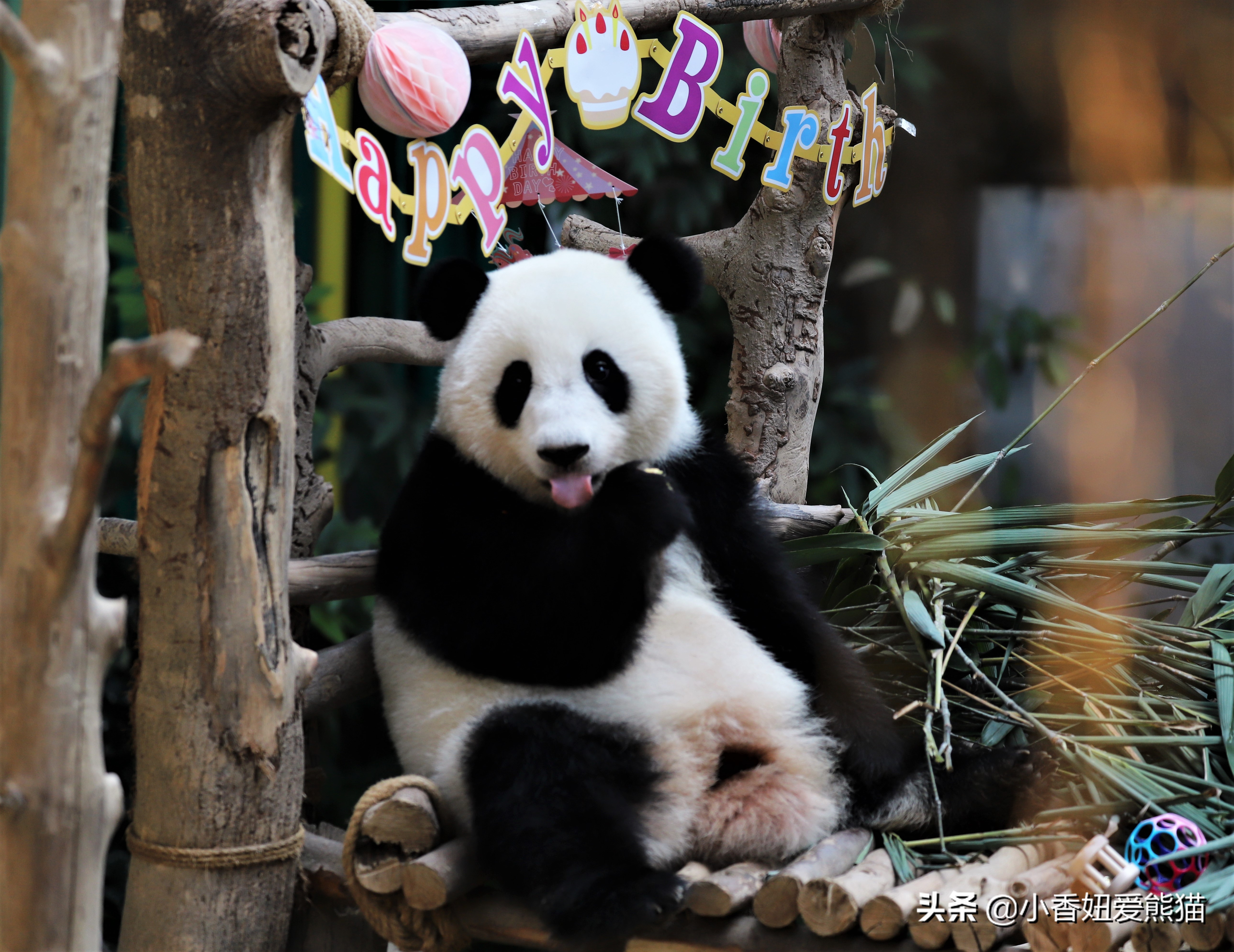 熊猫谊谊出生,马来西亚熊猫谊谊视频