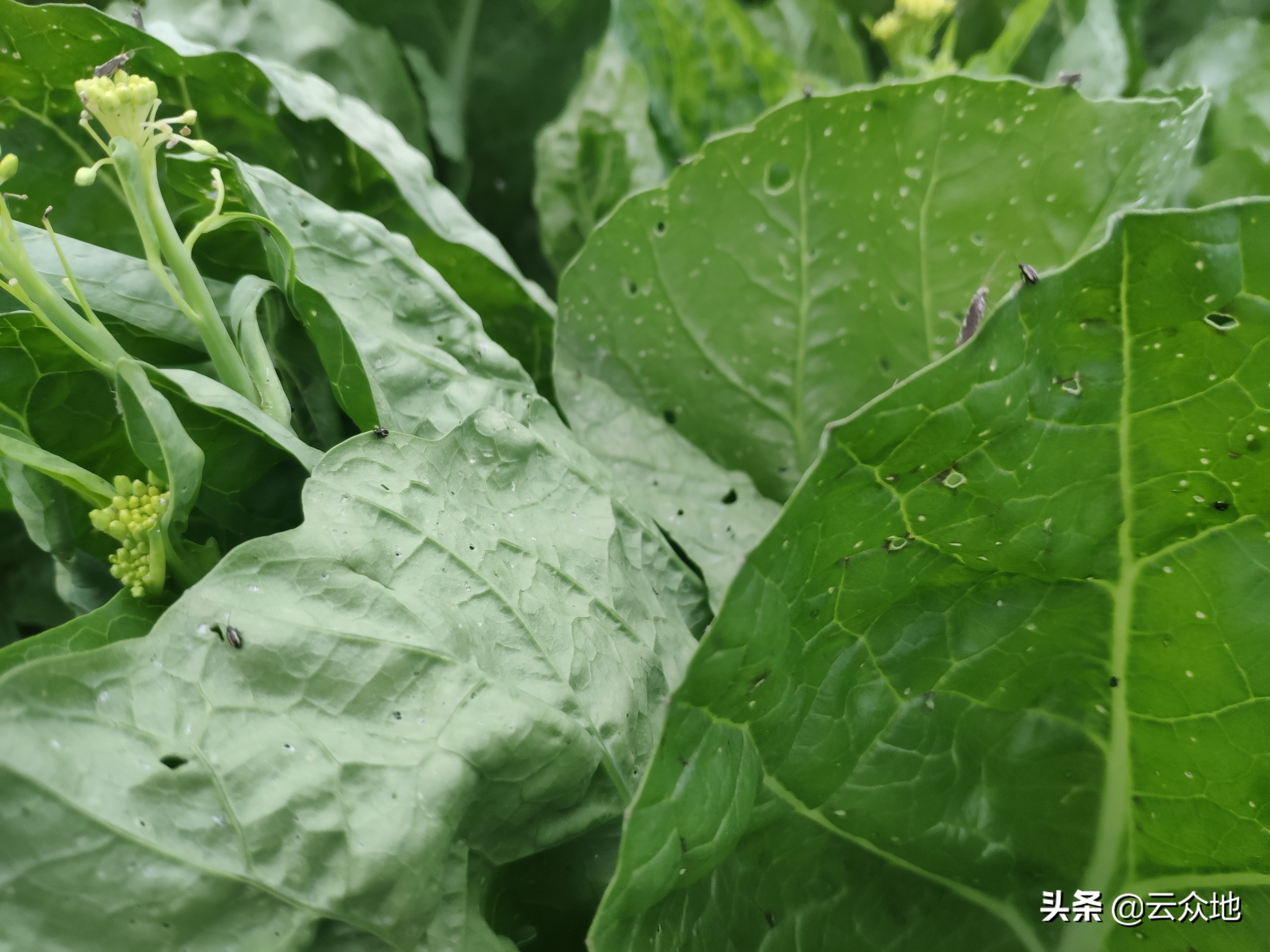 芥菜根腐病如何预防,芥菜虫怎么治疗最好