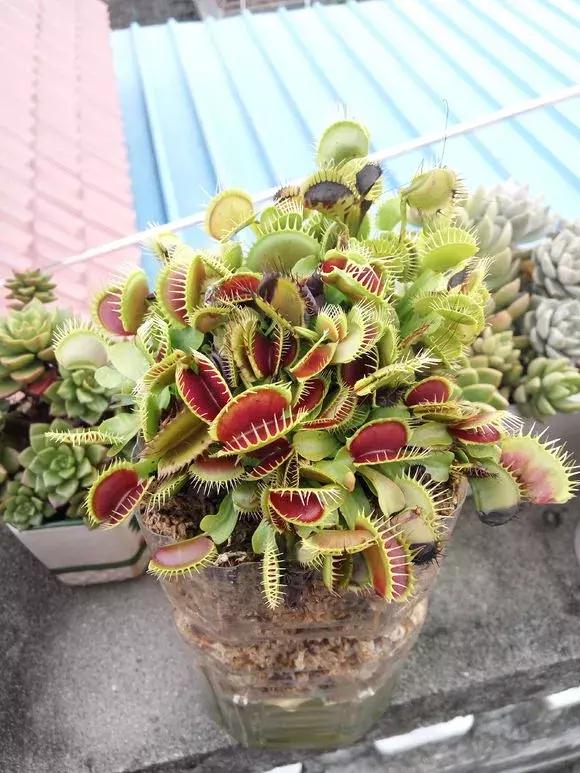 绿萝专用自吸花盆,绿萝吊兰怎么养才能长满花盆