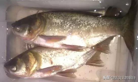 日常八种鱼忌搭配的食物,鱼不能配合哪些食材吃