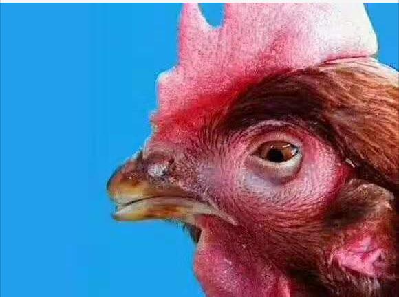 鸡肿脸流鼻涕是什么病用什么药,鸡肿头肿脸怎么治疗用什么药