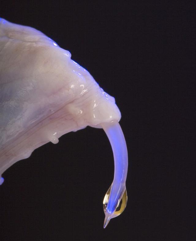 男子被五步蛇咬伤一刀斩断手指,男子被五步蛇咬后七孔流血