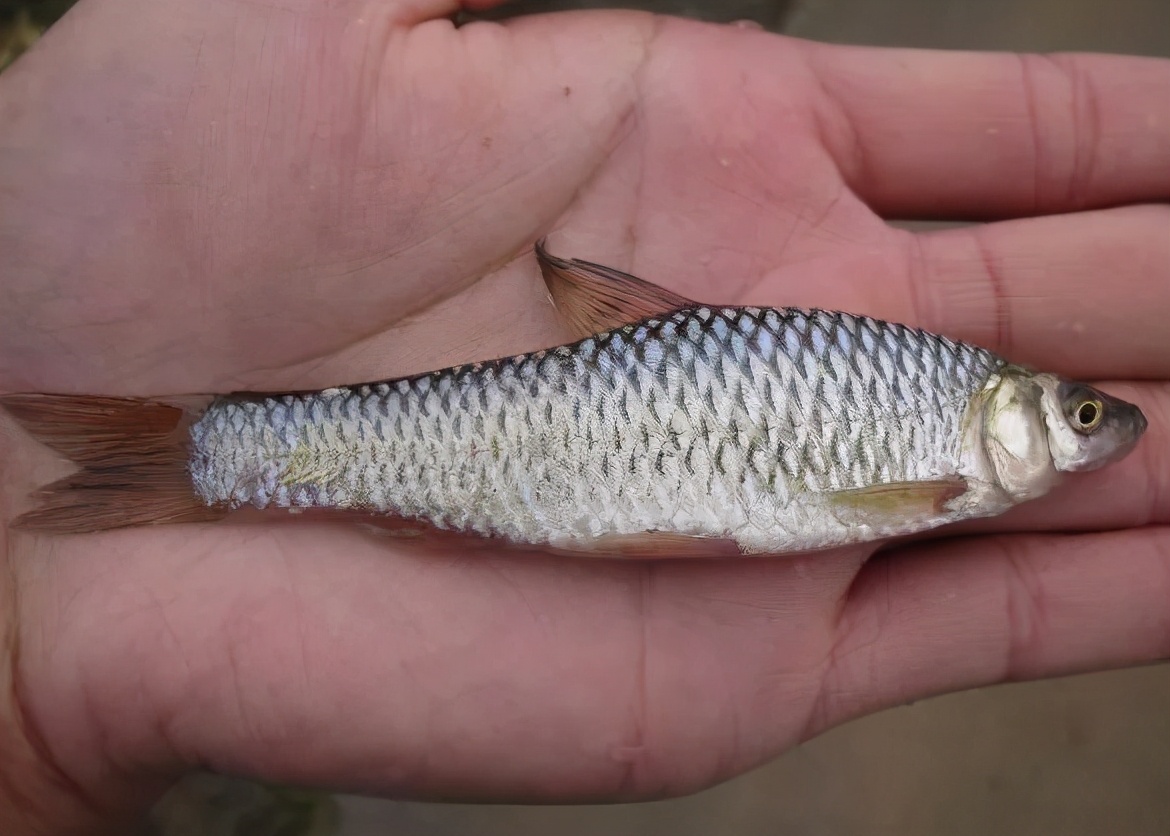 欧洲麦穗鱼泛滥,麦穗鱼入侵哪些国家