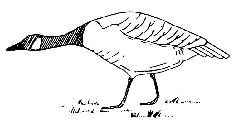 当你遇到大鹅袭击应该怎么办,当你遇见大白鹅你会怎么样