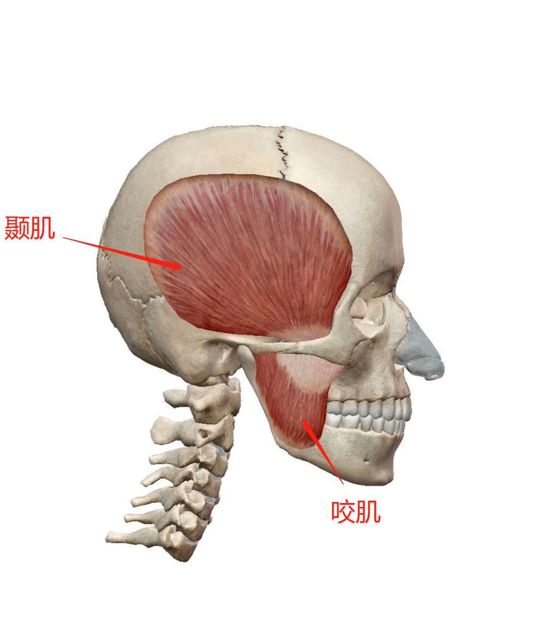 矫正脸部歪斜手法,改善脸歪大小脸动作