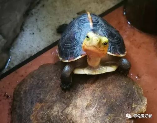 龟腿肿了怎么消除,龟腿部肿无法正常行走