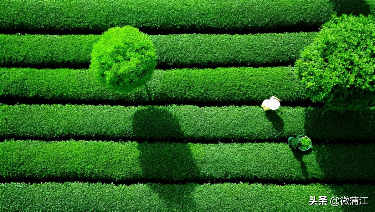 成都蒲江创建天府旅游名县,蒲江绿水青山规划