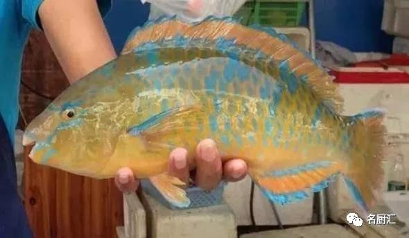 世界顶级十大海鲜,十大顶级海鲜价格排行榜