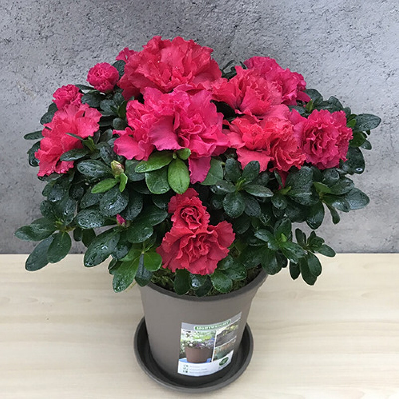 好看又好养的盆花,人养花也养人