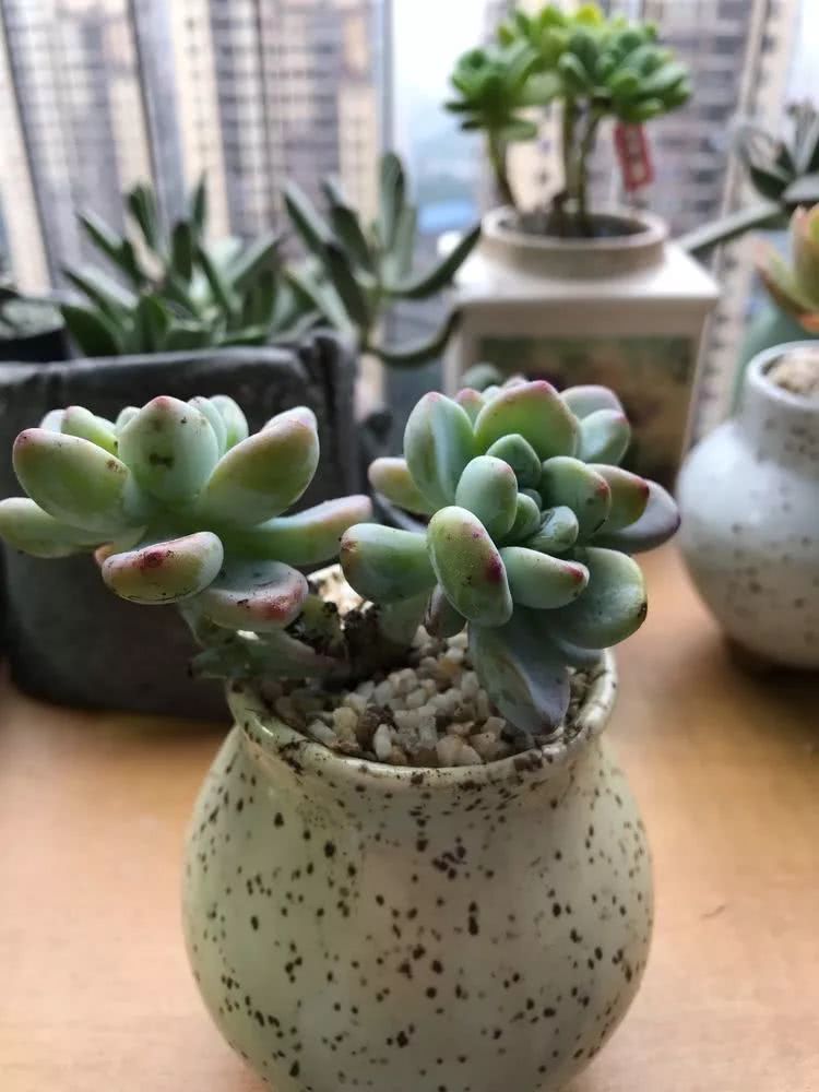 多肉名字怎么记,多肉的品种图片及名字寓意