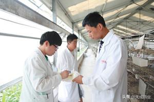 养鸽新手和养鸽高手的区别,新手养鸽子必看方法