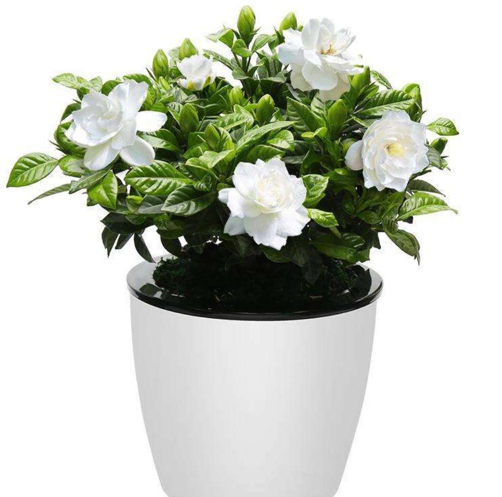 栀子花黄叶的原因及治疗方法,栀子花黄叶的原因及处理小妙招