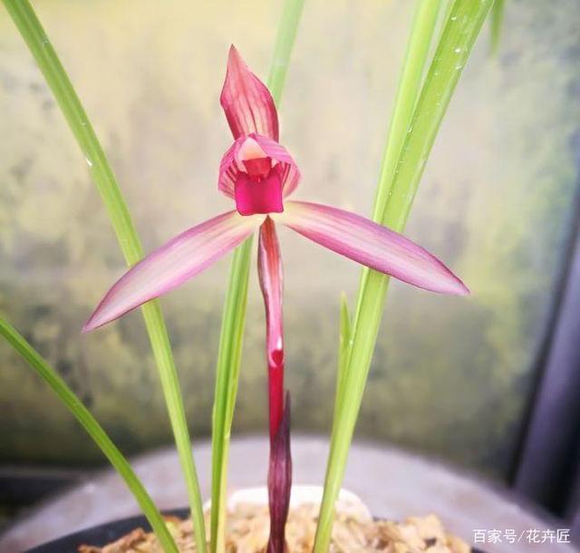 开花最香的传统兰花品种,云南怒江兰坪名贵莲瓣兰花