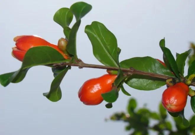 石榴栽培技术标准,石榴栽培技术