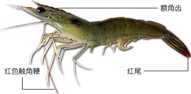 硬壳罗氏虾和软壳罗氏虾的区别,罗氏虾鳌虾甜虾有什么不同