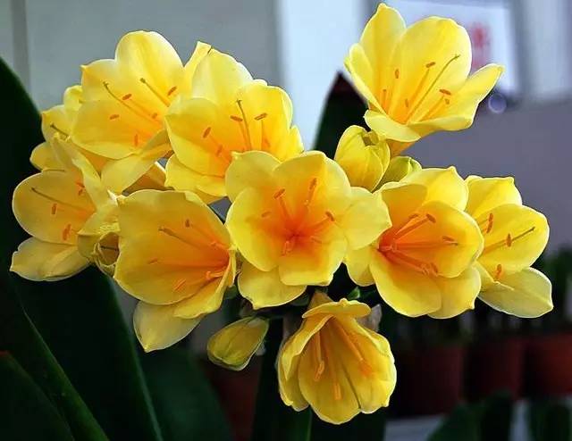 一花一世界的兰花,一花一世界的蝴蝶兰