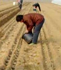 马铃薯组培苗栽培管理技术,马铃薯主要栽培技术