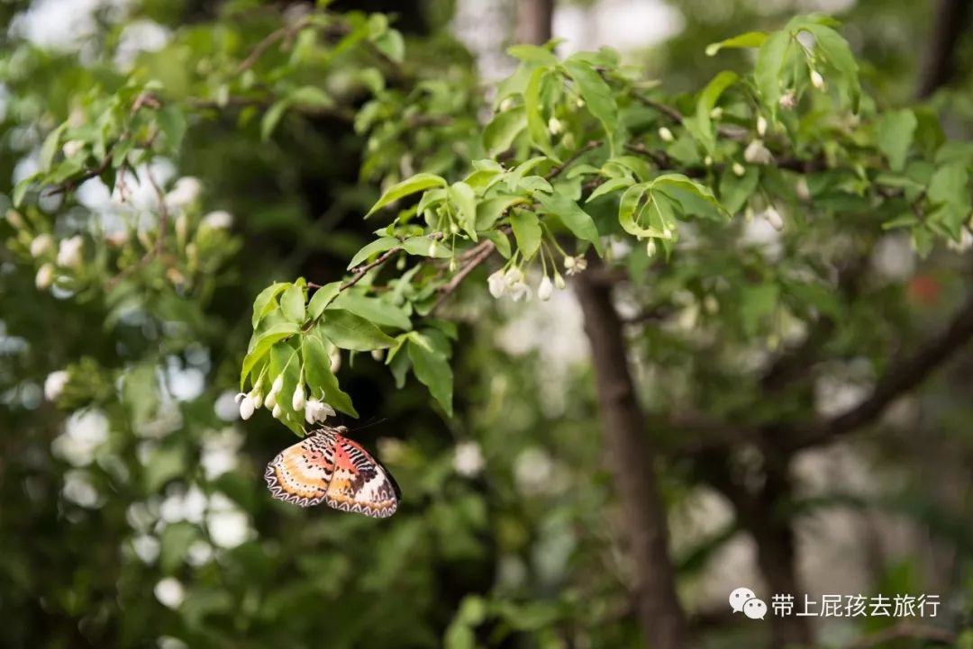 无旅行不暑假亲子游胜地新加坡,新加坡马来西亚亲子游春节