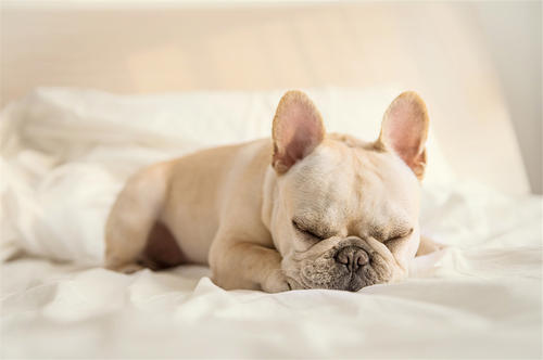 法斗犬与英斗犬的区别,英斗犬和法斗的区别