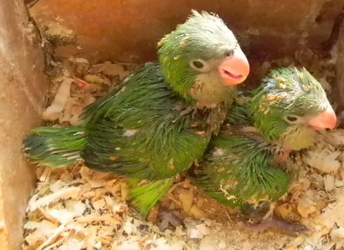 从雏鸟长到成年要多长时间,刚出壳的幼鸟大鸟怎么喂养幼鸟