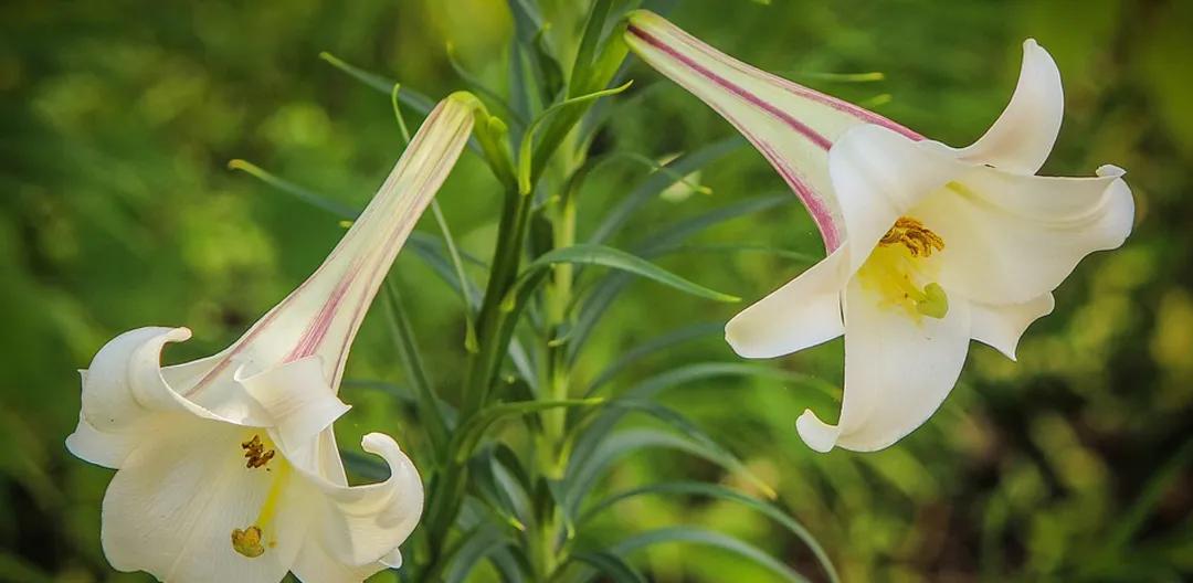 如何做到乡村振兴产业兴旺,未来5年乡村产业振兴