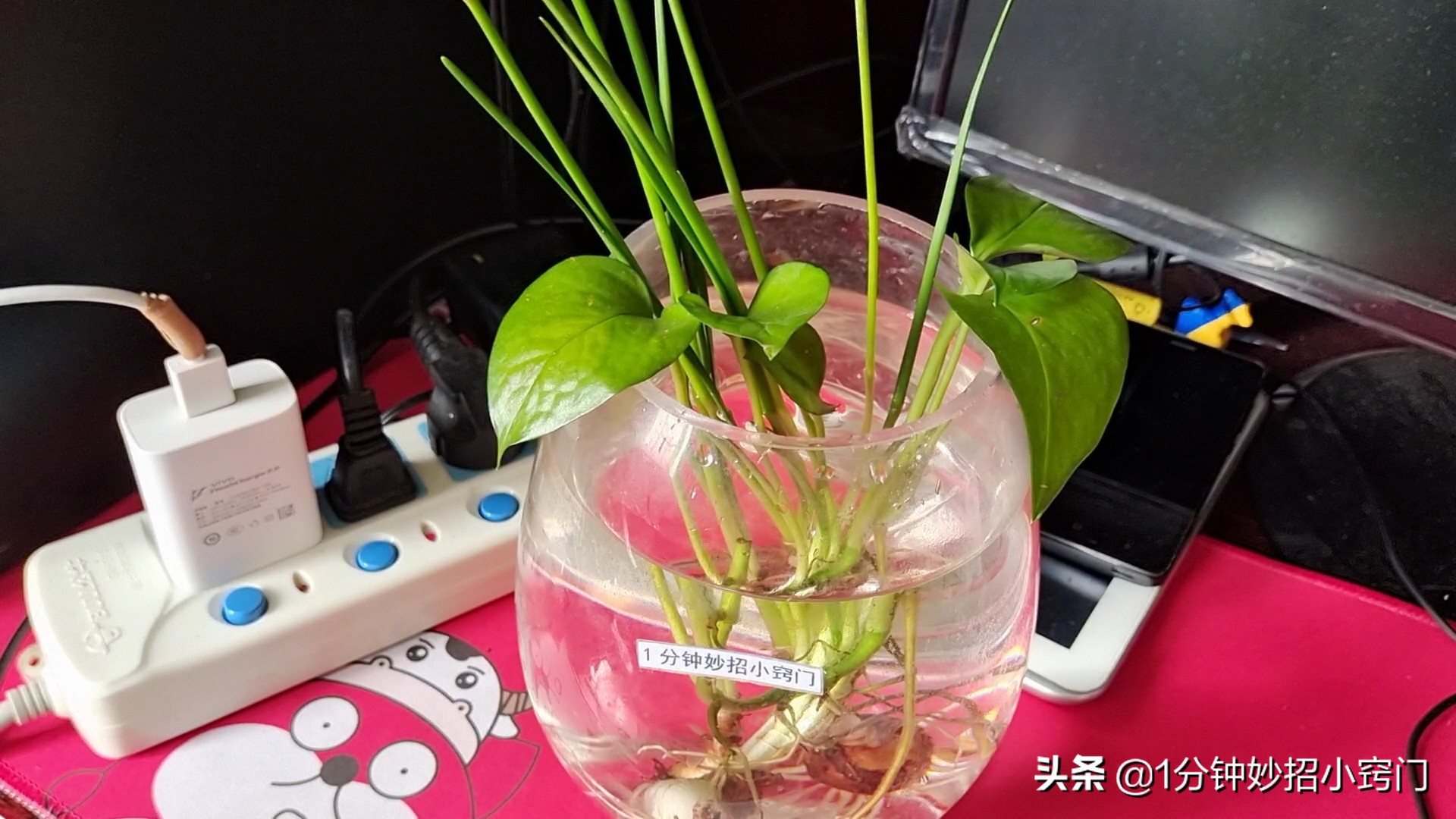 家里摆放绿萝这4个位置不能放,大绿萝摆放十大禁忌