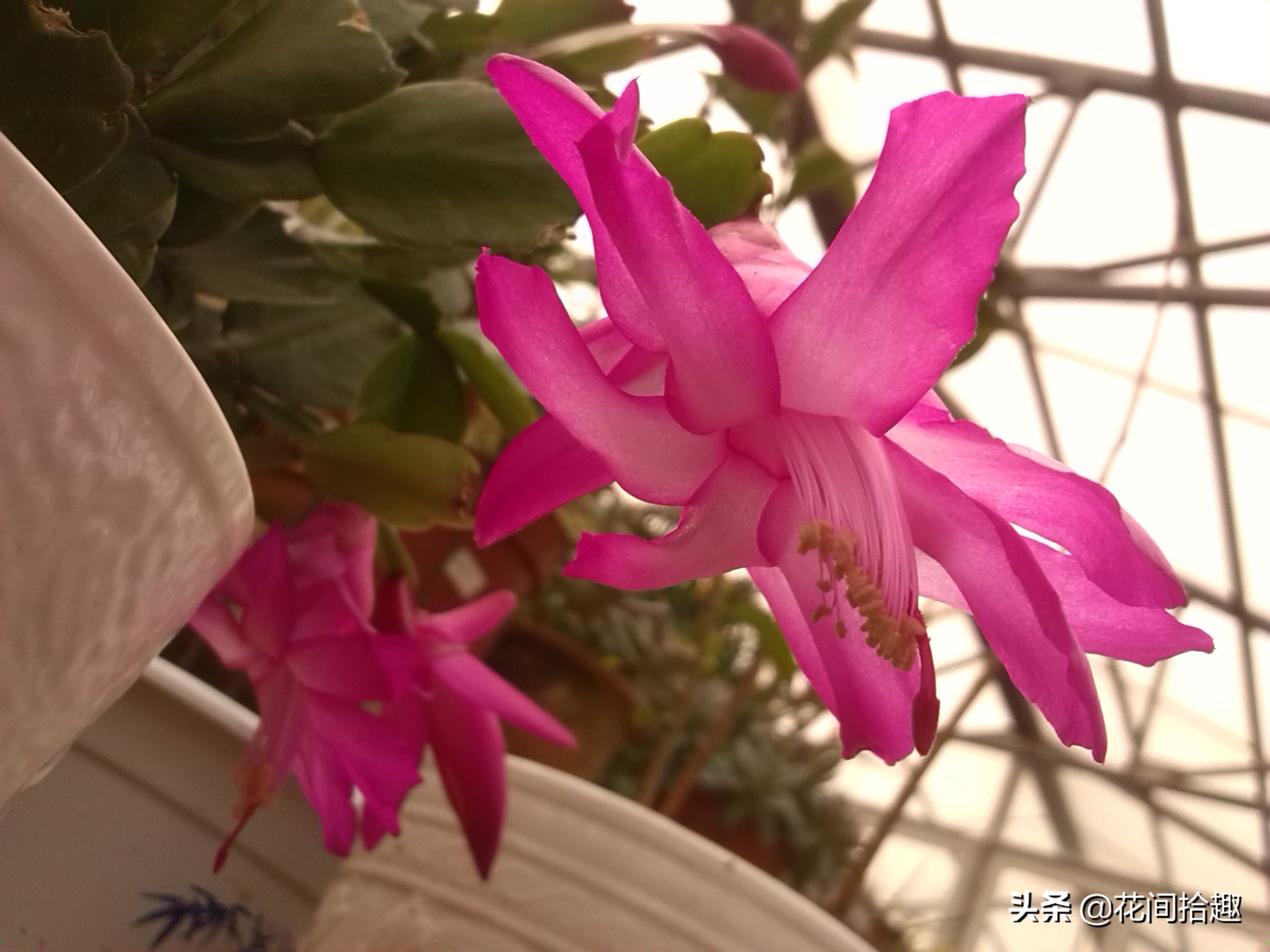 万重山仙人掌属于多肉植物吗,万重山多肉植物仙人掌易养