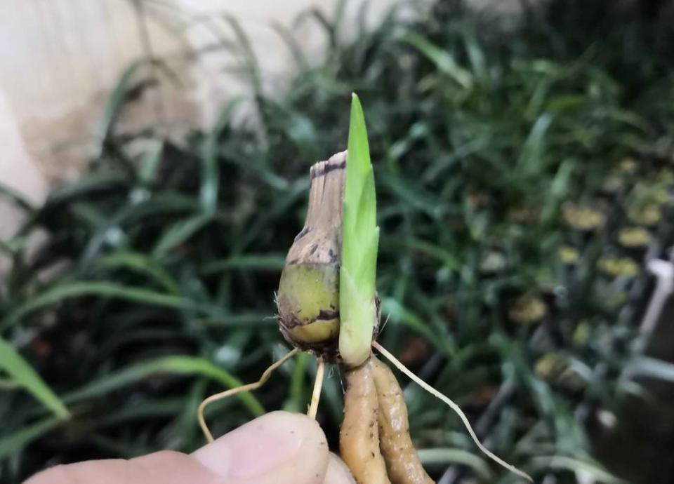 兰花老芦头处理的整套方法，处理得当老头发新苗！