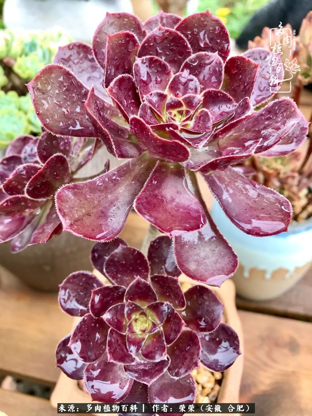 入秋后多肉是露养好还是室内养好,入夏后露养的多肉要搬进室内吗