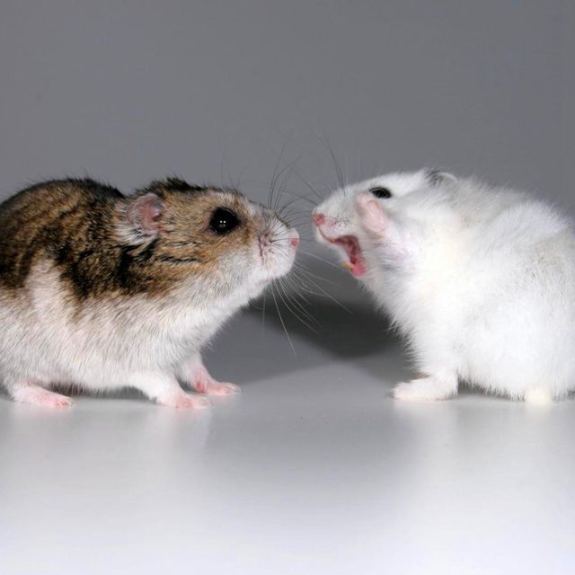 怎么让母仓鼠和公仓鼠和谐相处,母仓鼠没有公仓鼠可以繁衍吗