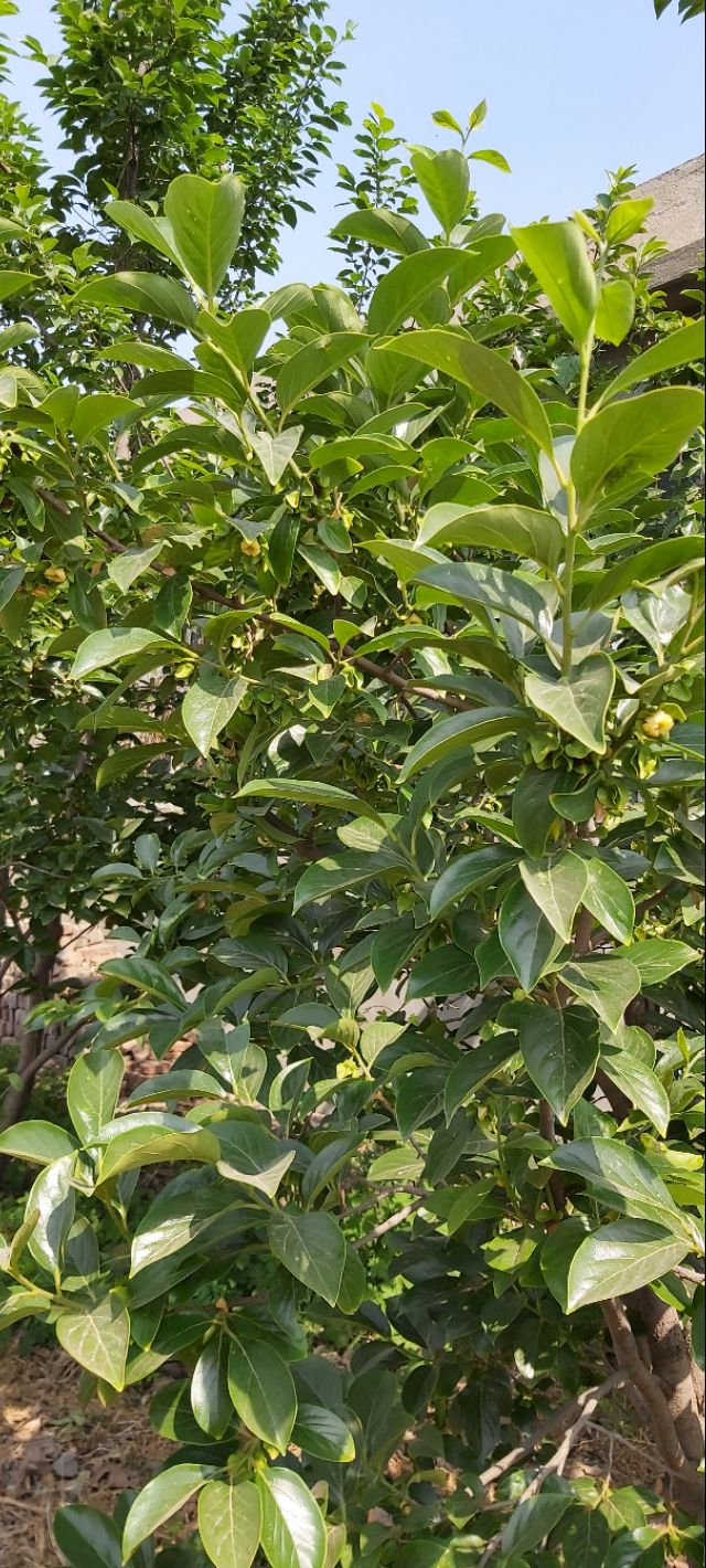 农村房子空地小花园,农村自建房院子种满花草