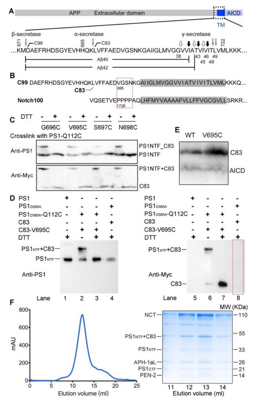 中国冷冻电镜技术进展,冷冻电镜最新研究