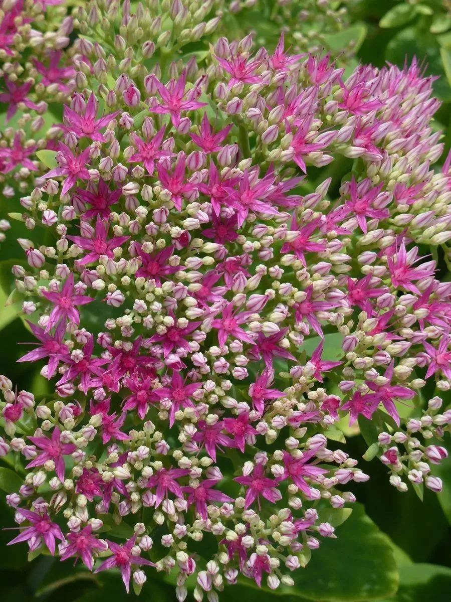 长寿花这个名字的由来是什么,长寿花因为什么而得名