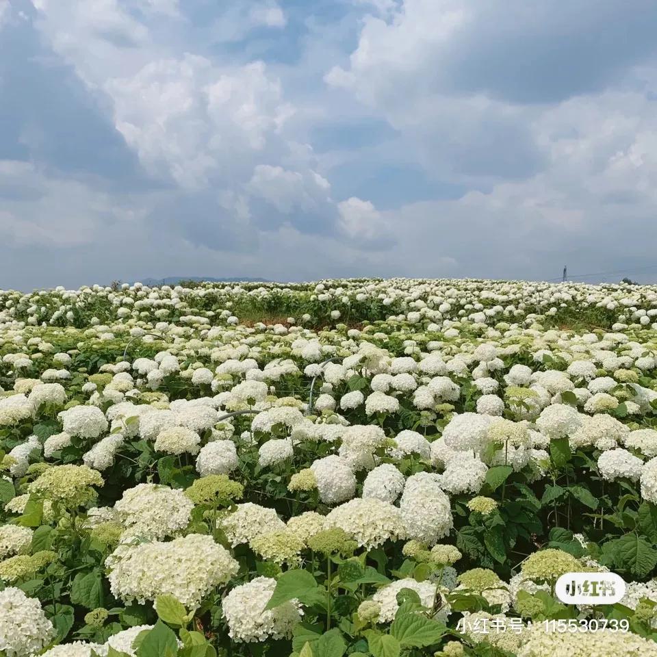 昆明绣球花推荐,昆明赏绣球花季节
