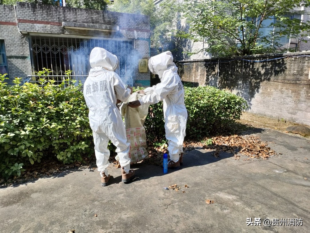 马蜂在住宅地方筑巢危险吗,马蜂住在房檐是好还是坏