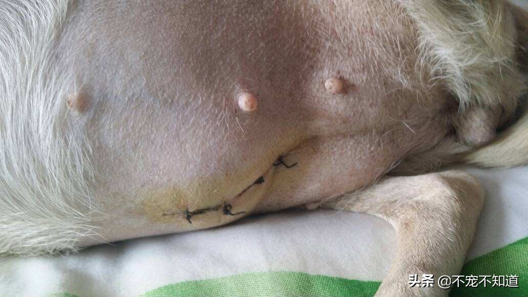 狗狗一般多大会得子宫蓄脓,狗狗得了子宫蓄脓走不稳