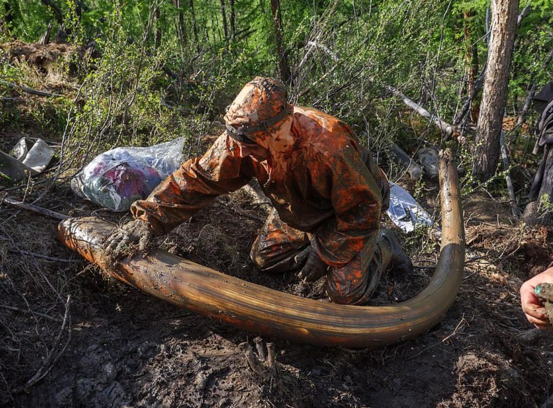 战斗民族挖宝藏,东北出土猛犸象牙