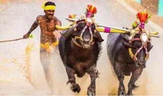 一男子跑出博尔特的速度,印度牛人百米9秒55超博尔特