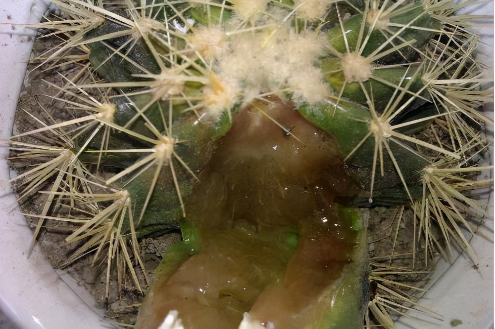 浇水过多死的植物,最容易浇死的6种花