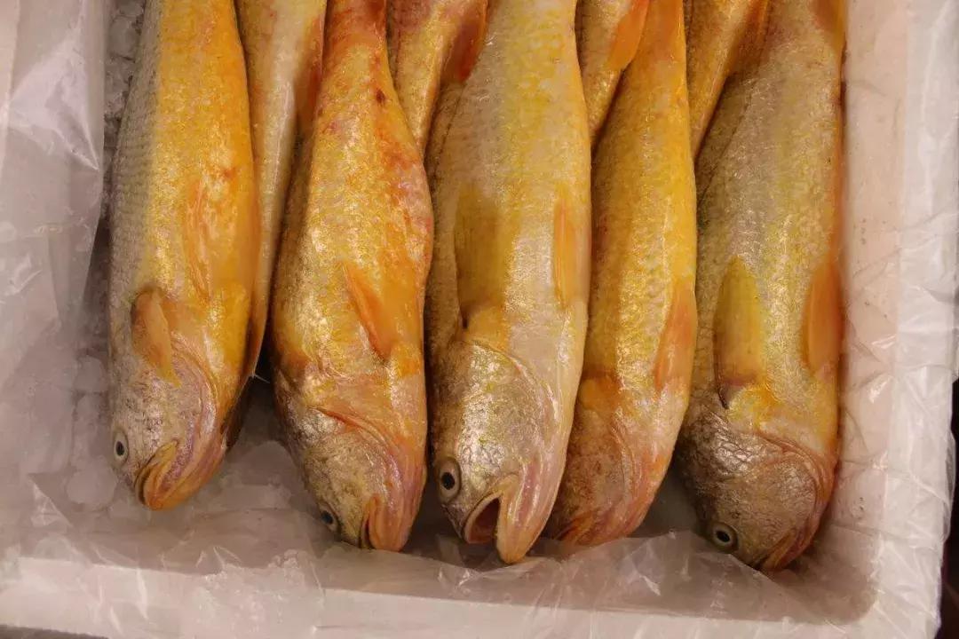 开捕啦3：黄鱼金灿灿，大黄鱼小黄鱼你爱哪一款？