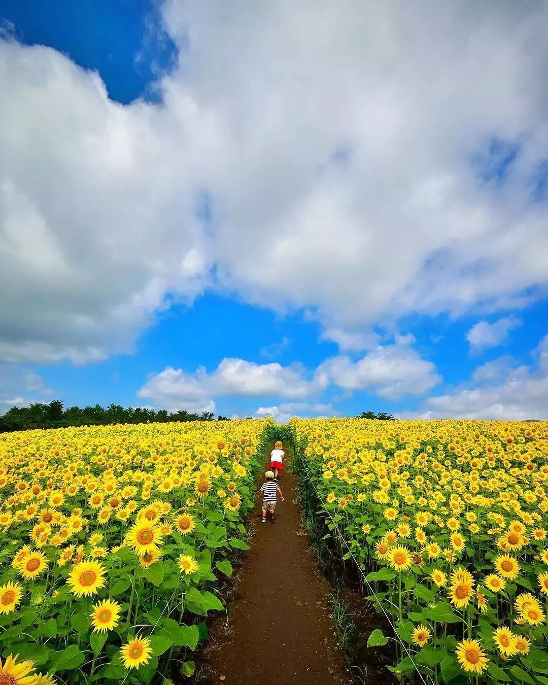 日本老爹把孩子拍成宫崎骏动画,日本爸爸把男孩子拍出宫崎骏