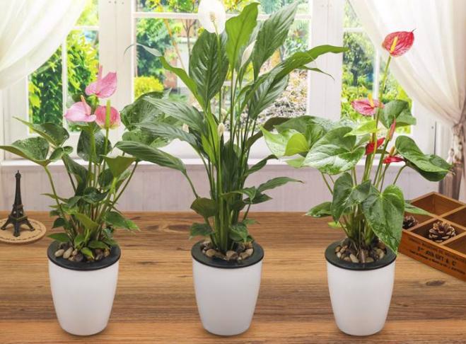 背阴的室内适合种什么,客厅朝阴适合养什么