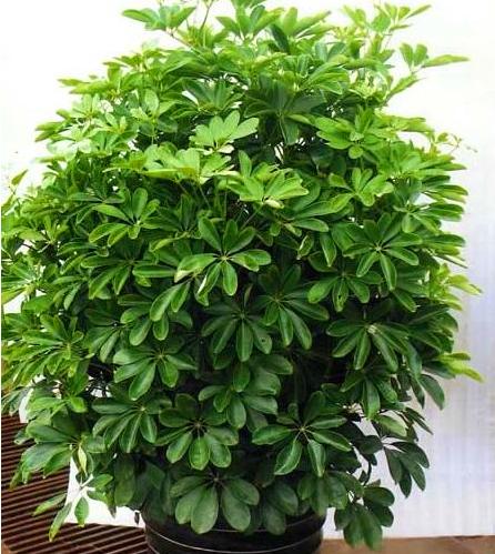 室内招财树怎么养护叶子不发黄,招财树树叶发黄掉落是什么原因