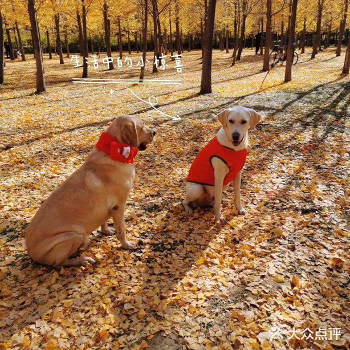 北京哪些公园可以带狗进入游玩,北京适合带宠物玩的地方推荐