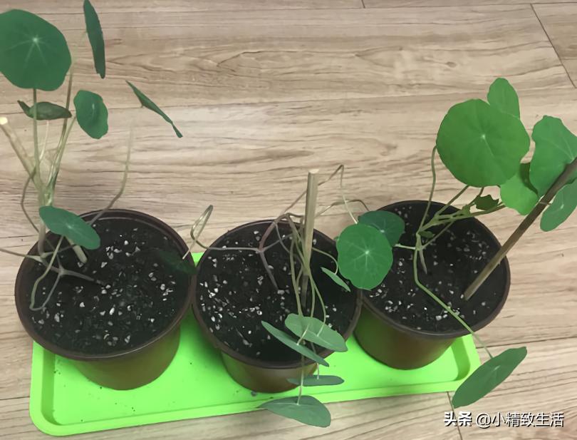 花草种子几月份播种最好,花草播种