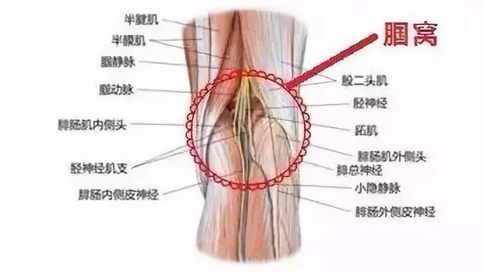 三·膝关节后侧痛